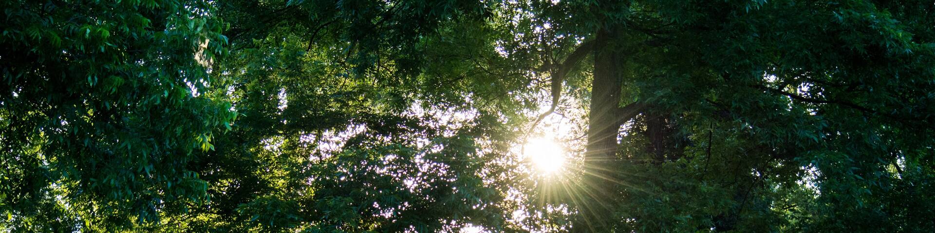 A forest with sunlight filtering through the trees.