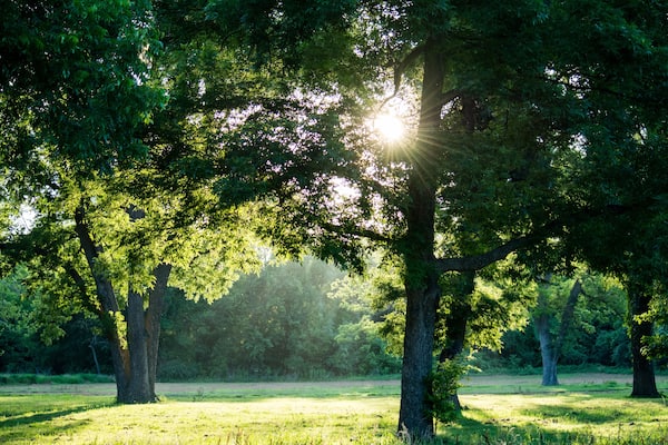 sun rays in the forest