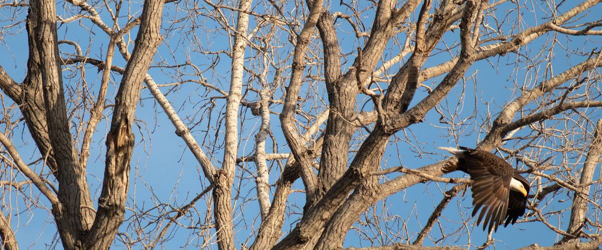 Bald Eagle flying from a nest