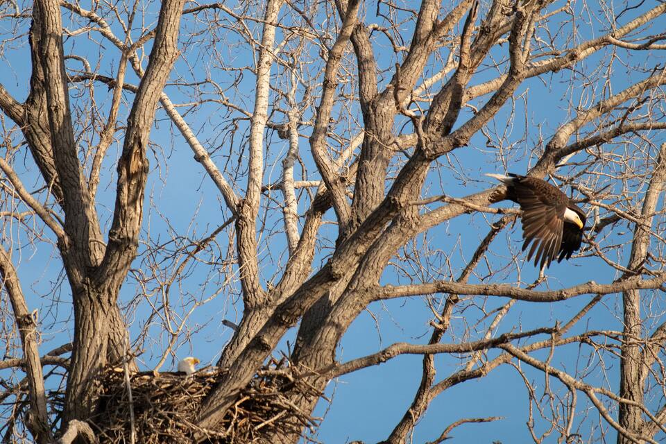 Un águila calva volando cerca de un nido en un árbol.