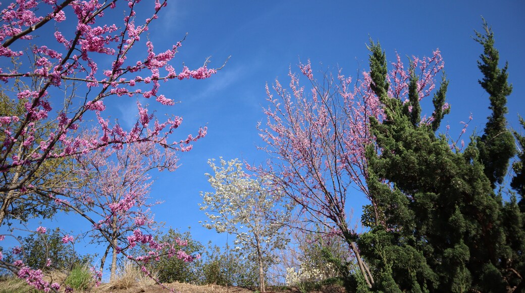 Redbud Park