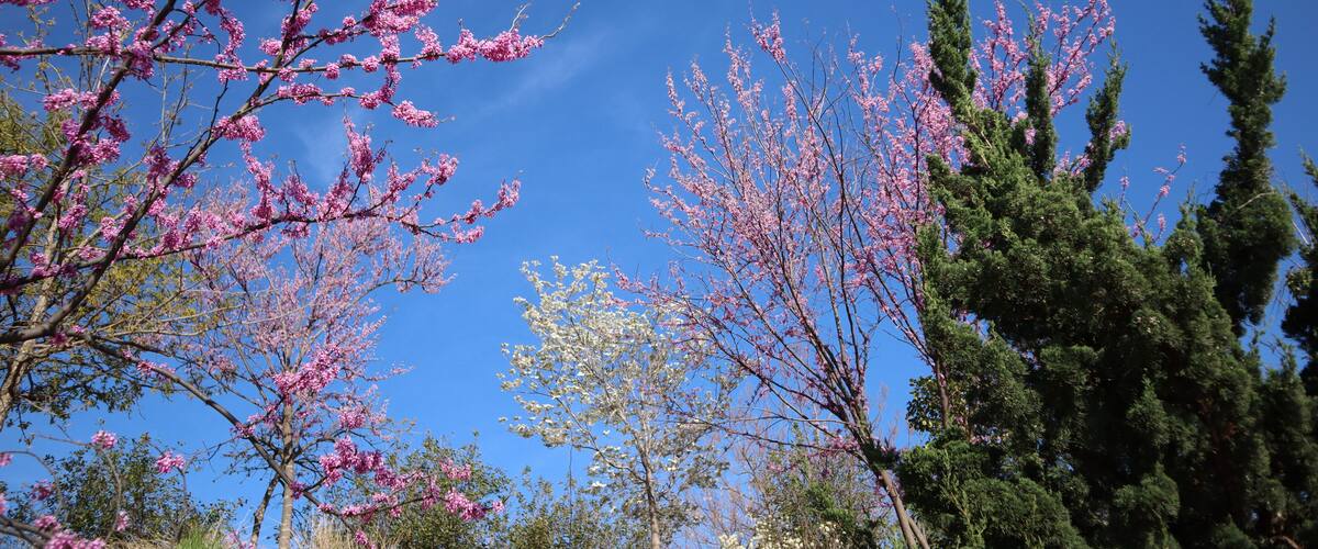 Purple redbud trees in the spring