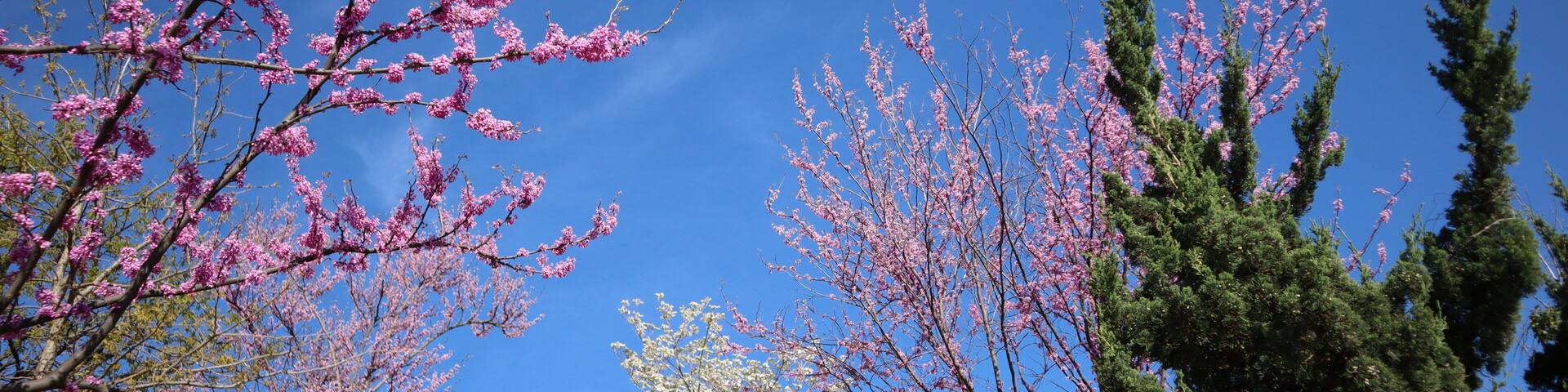 A landscape with pink flowering trees and a clear blue sky.