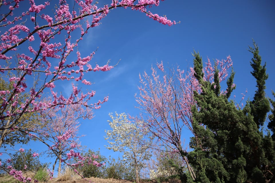 A landscape with pink flowering trees and a clear blue sky.