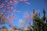 Purple redbud trees in the spring
