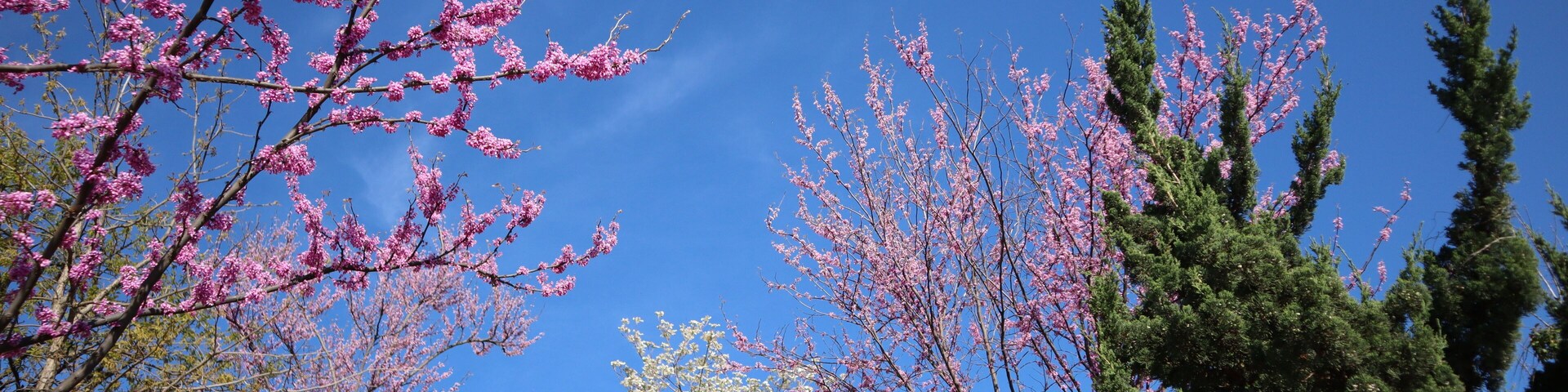 Purple redbud trees in the spring