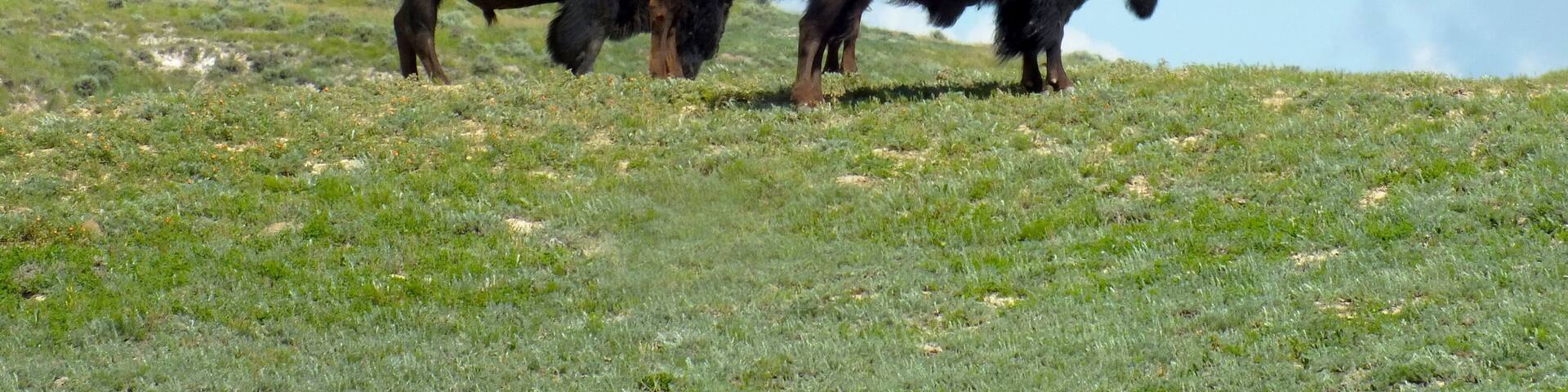 Two bison grazing on a grassy hillside with a clear sky in the background.