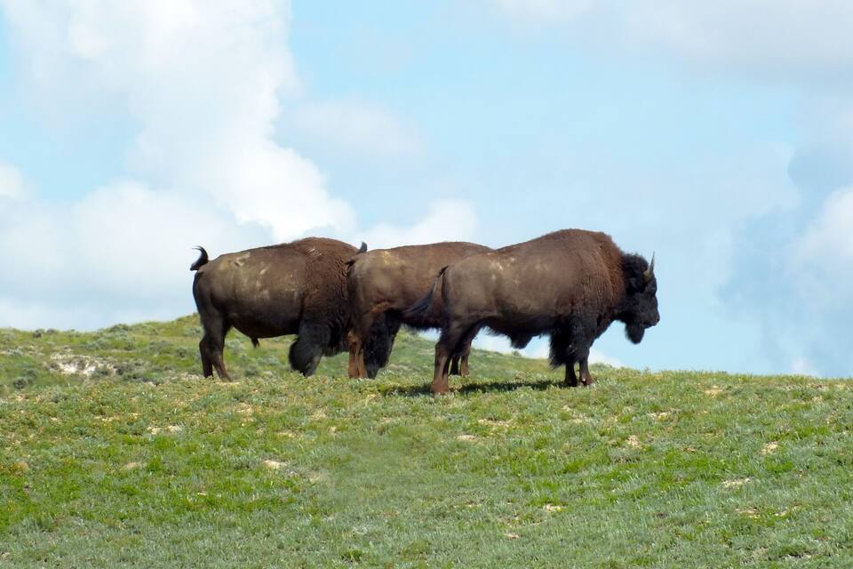 Two bison grazing on a grassy hillside with a clear sky in the background.
