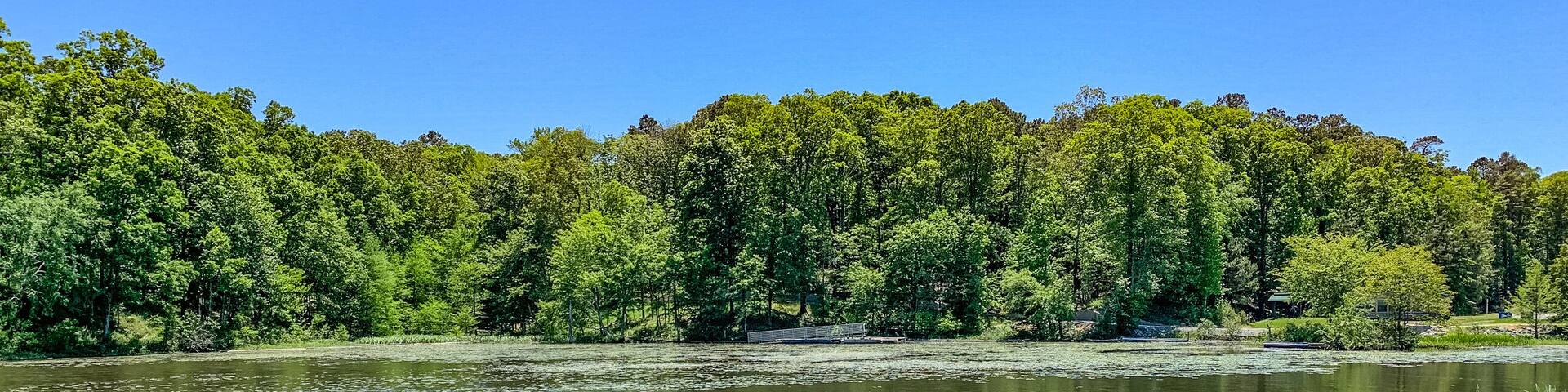 A river with a grassy bank and dense trees in the background.