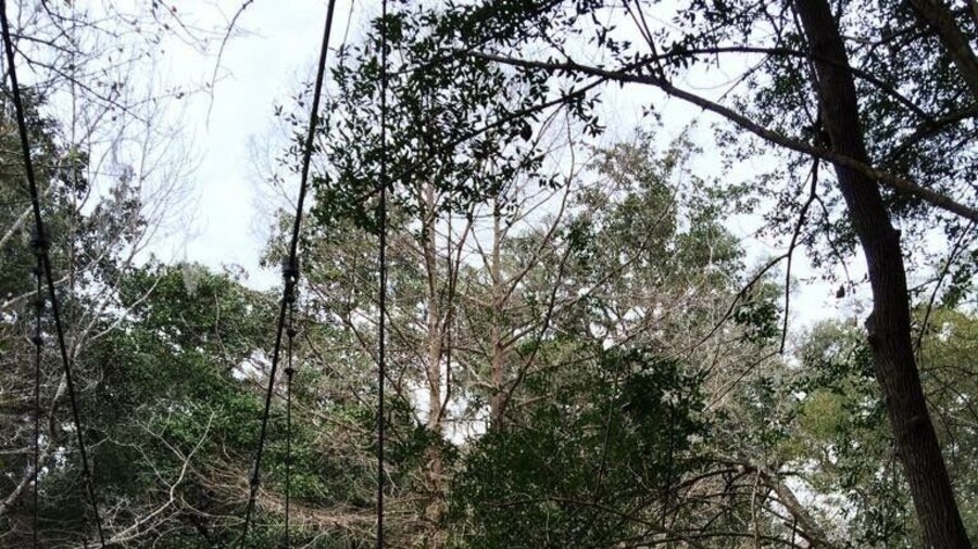 I love day trips away from Orlando - Ravine Gardens has some beautiful trails.