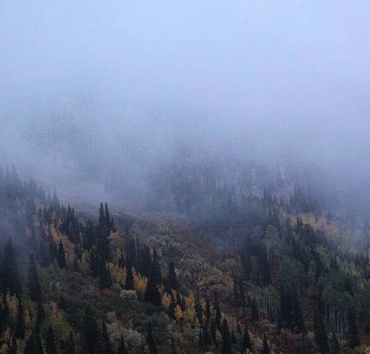 Big cottonwood in the fall 2016 right as the colors came out it started snowing. 🌨❄️✨ #green