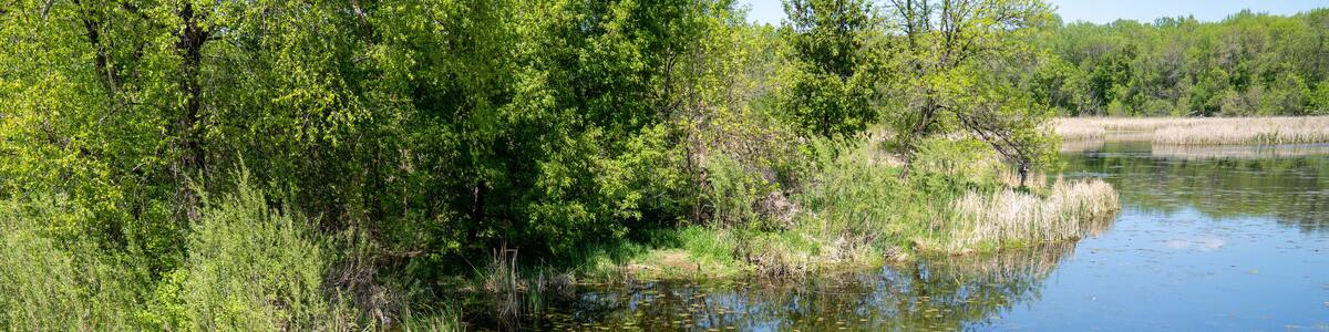 Lilypads and algae in Medicine Lake in Clifton E French Regional Park during spring