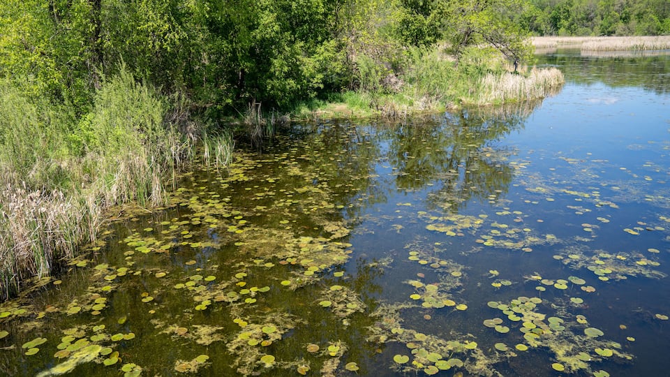 A pond with lily pads and surrounding greenery.