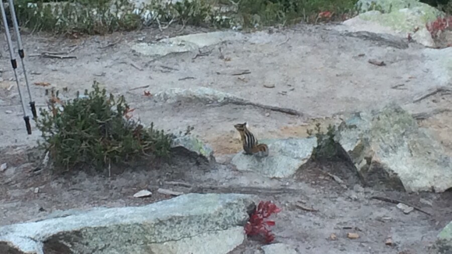 A chipmunk with apparently no reservations about begging for a handout.