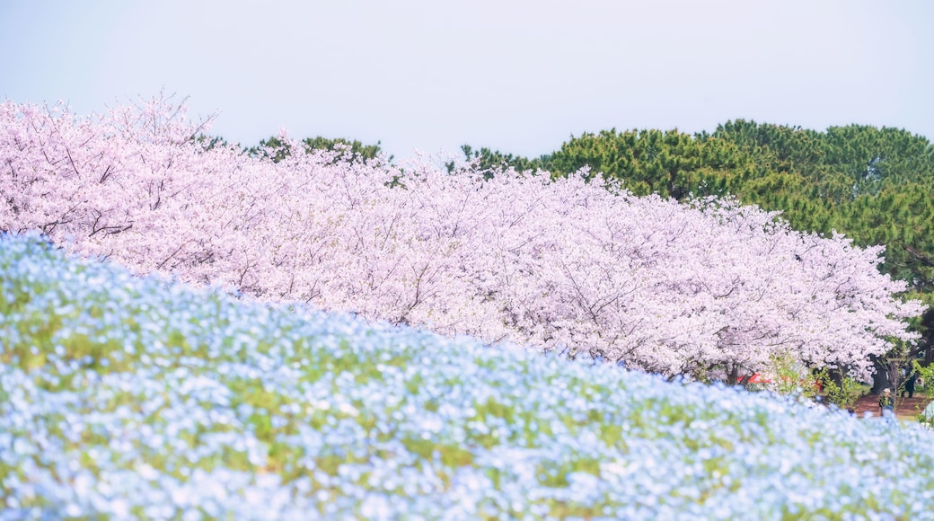 Pink sakura tree and Nemophila at Uminonakamichi Park, Fukuoka
