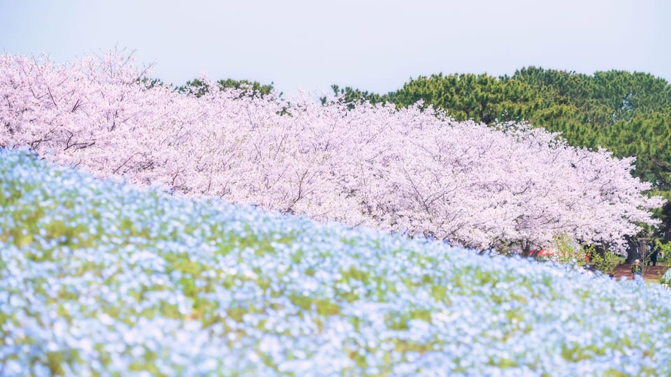 A field of cherry blossoms with a backdrop of green trees.