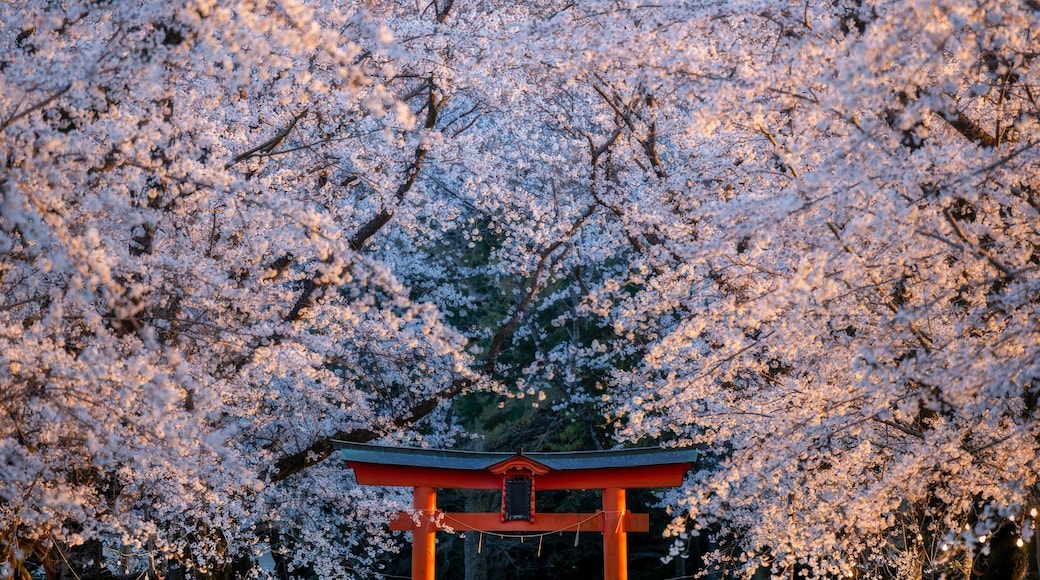 The Glow of Sakura Memories