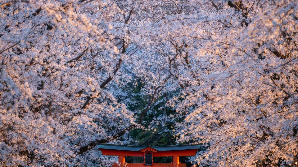 A traditional Japanese torii gate surrounded by cherry blossoms.
