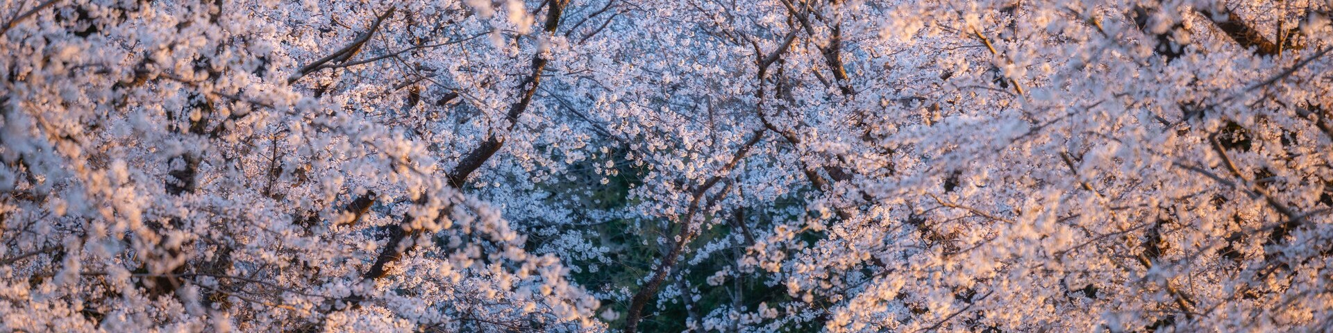 Um tradicional portão torii japonês rodeado por cerejeiras em flor.