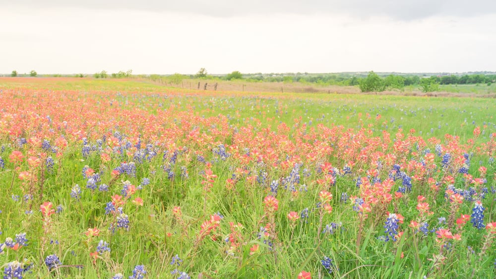 Panorama view colorful wildflower fields blooming with rustic fence in background. Beautiful full blossom meadow of Bluebonnet, Indian paintbrush (or Castilleja indivisa) in Hill Country Texas, USA