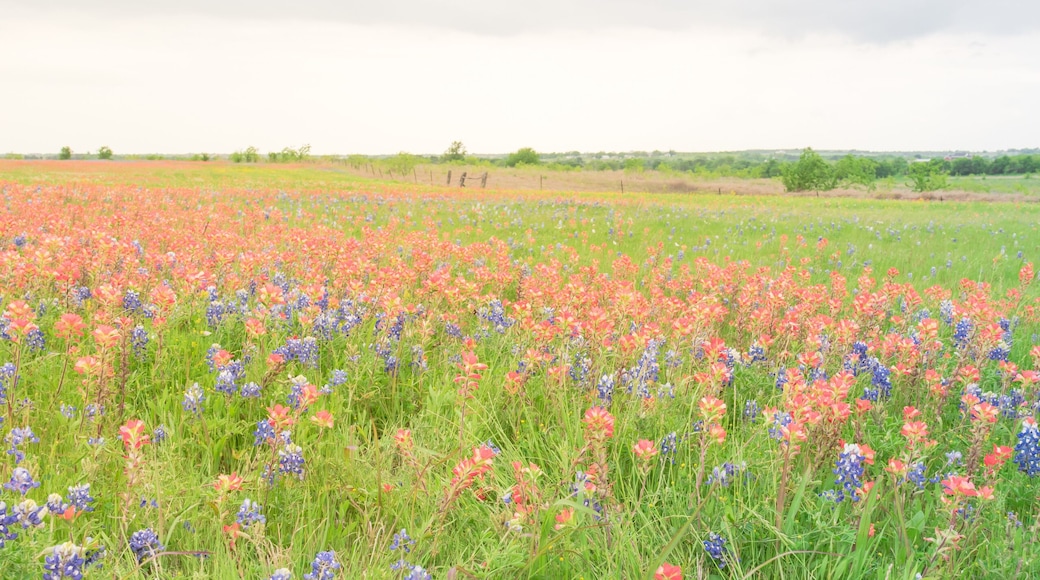 Panorama view colorful wildflower fields blooming with rustic fence in background. Beautiful full blossom meadow of Bluebonnet, Indian paintbrush (or Castilleja indivisa) in Hill Country Texas, USA