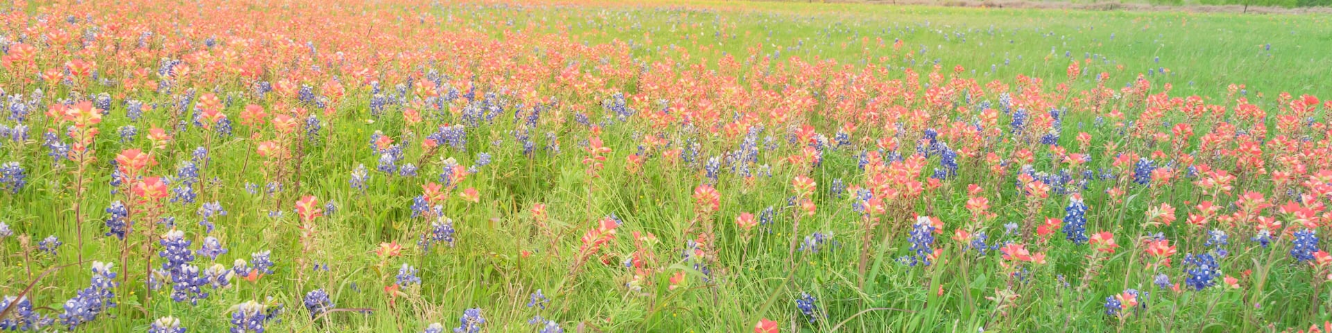 Panorama view colorful wildflower fields blooming with rustic fence in background. Beautiful full blossom meadow of Bluebonnet, Indian paintbrush (or Castilleja indivisa) in Hill Country Texas, USA