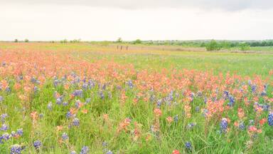 Panorama view colorful wildflower fields blooming with rustic fence in background. Beautiful full blossom meadow of Bluebonnet, Indian paintbrush (or Castilleja indivisa) in Hill Country Texas, USA