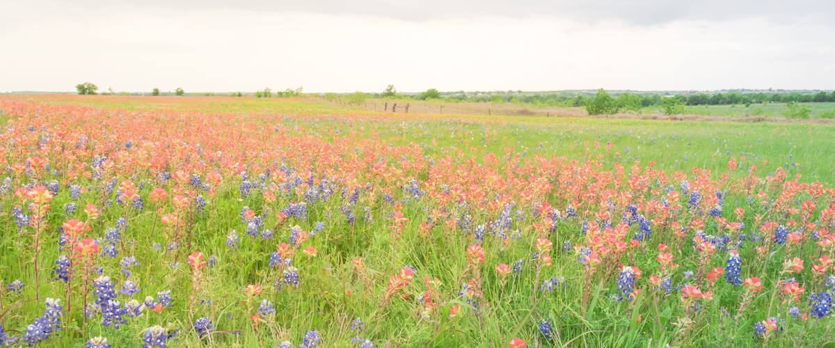 A field of red and blue flowers with a fence in the background.