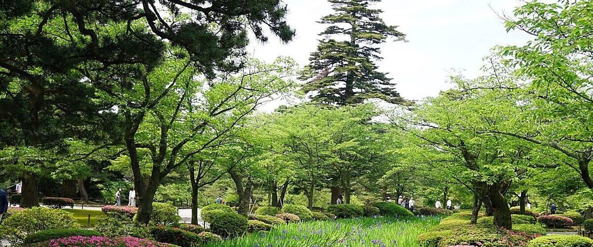 The Green day.
#Fukui #Japan #flower #green #garden
Taken at May 31st, 2015.