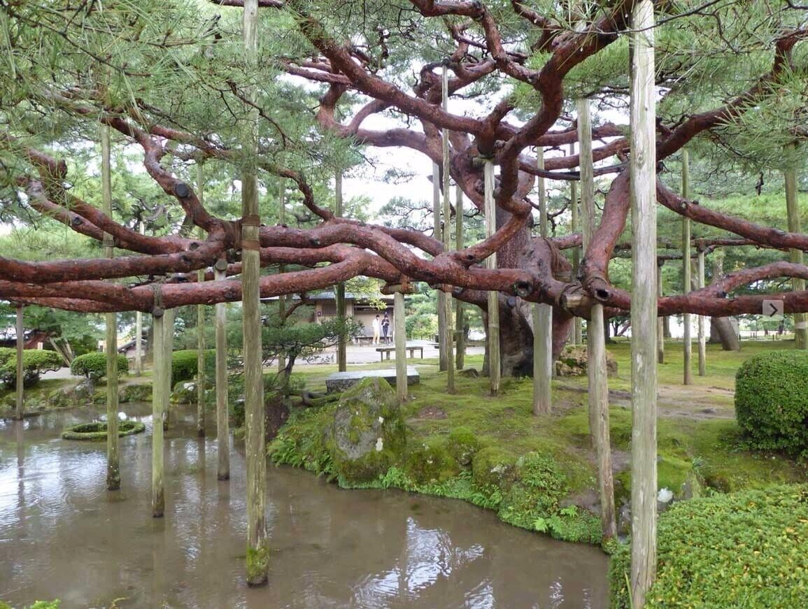 Across from the castle in Kanazawa is a beautiful park. This is one tree that is so massive that they have put support poles under the branches.  Go to the castle, but cross the street at the upper side of the castle and walk the garden.