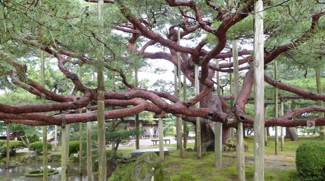 Across from the castle in Kanazawa is a beautiful park. This is one tree that is so massive that they have put support poles under the branches. Go to the castle, but cross the street at the upper side of the castle and walk the garden.