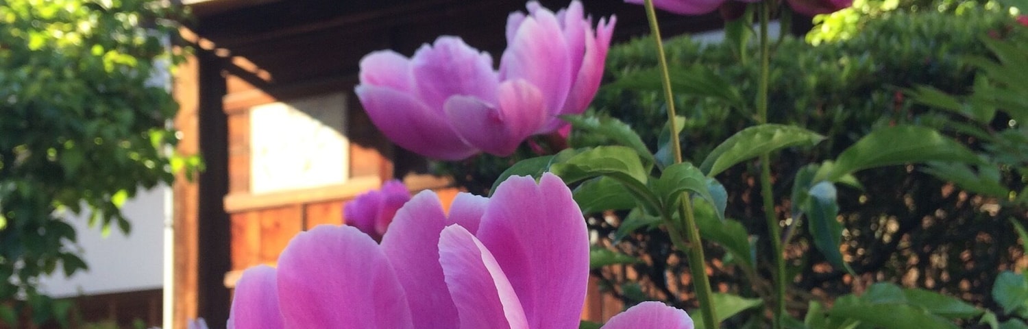 Um edifício tradicional com vigas de madeira e telhado de telhas, rodeado por vegetação exuberante e vibrantes flores cor-de-rosa.