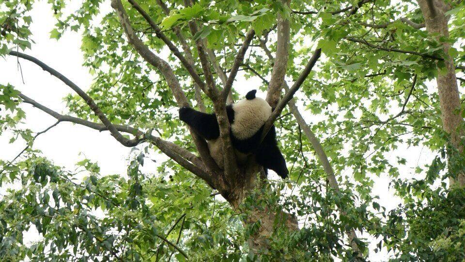 A panda resting in a tree with green leaves.