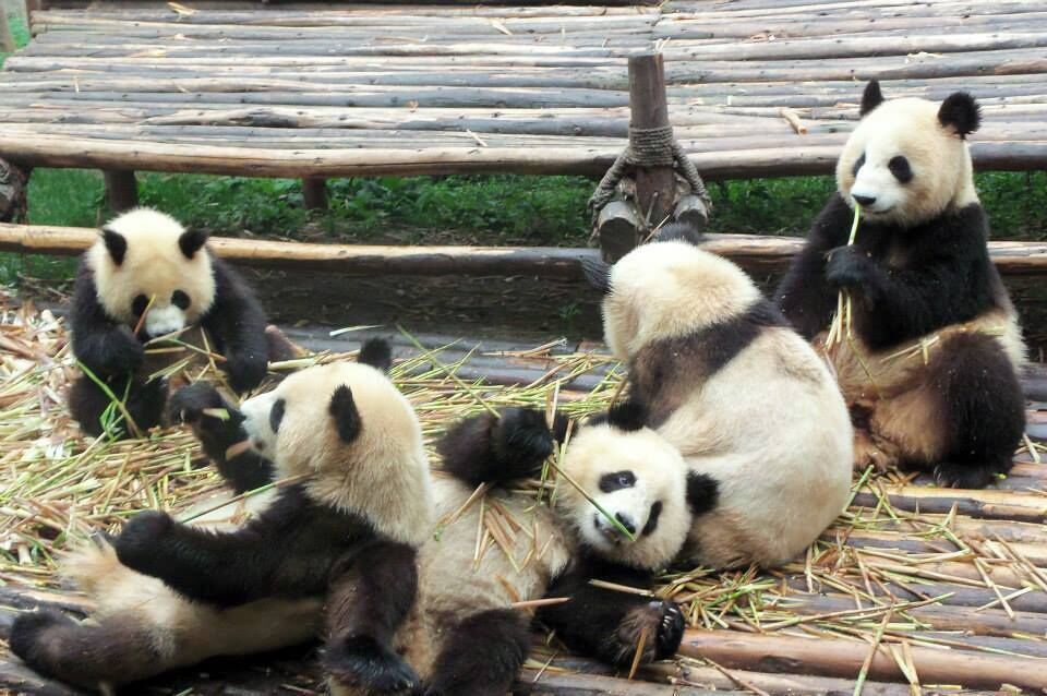 in Chengdu, Sichuan, China