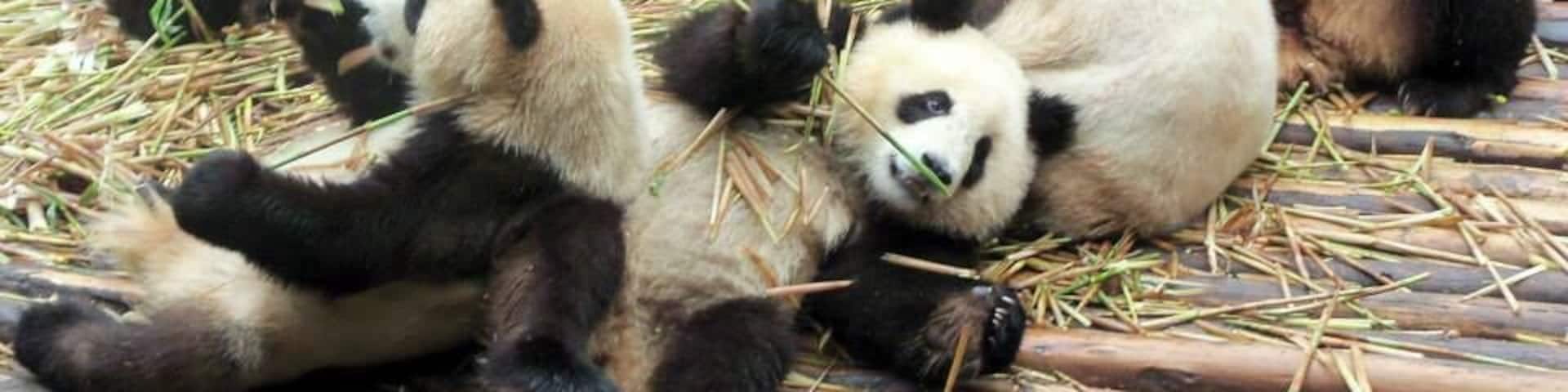 Pandas sitting on a wooden platform eating bamboo.