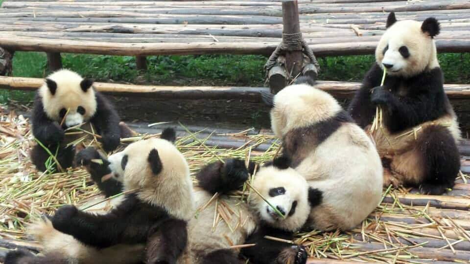 in Chengdu, Sichuan, China