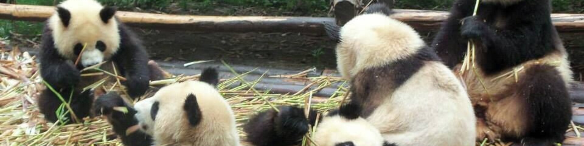 Osos panda sentados sobre una plataforma de madera, comiendo bambú.
