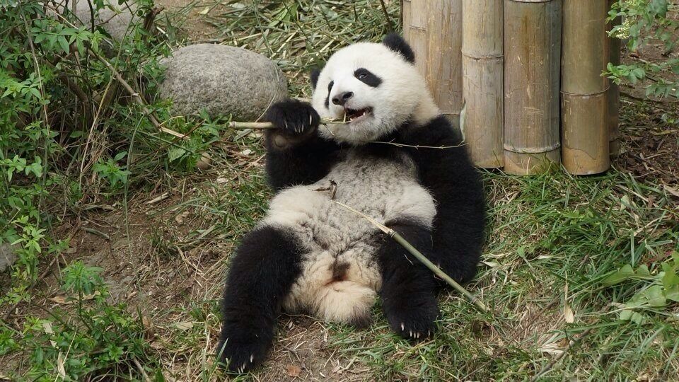 Panda research center