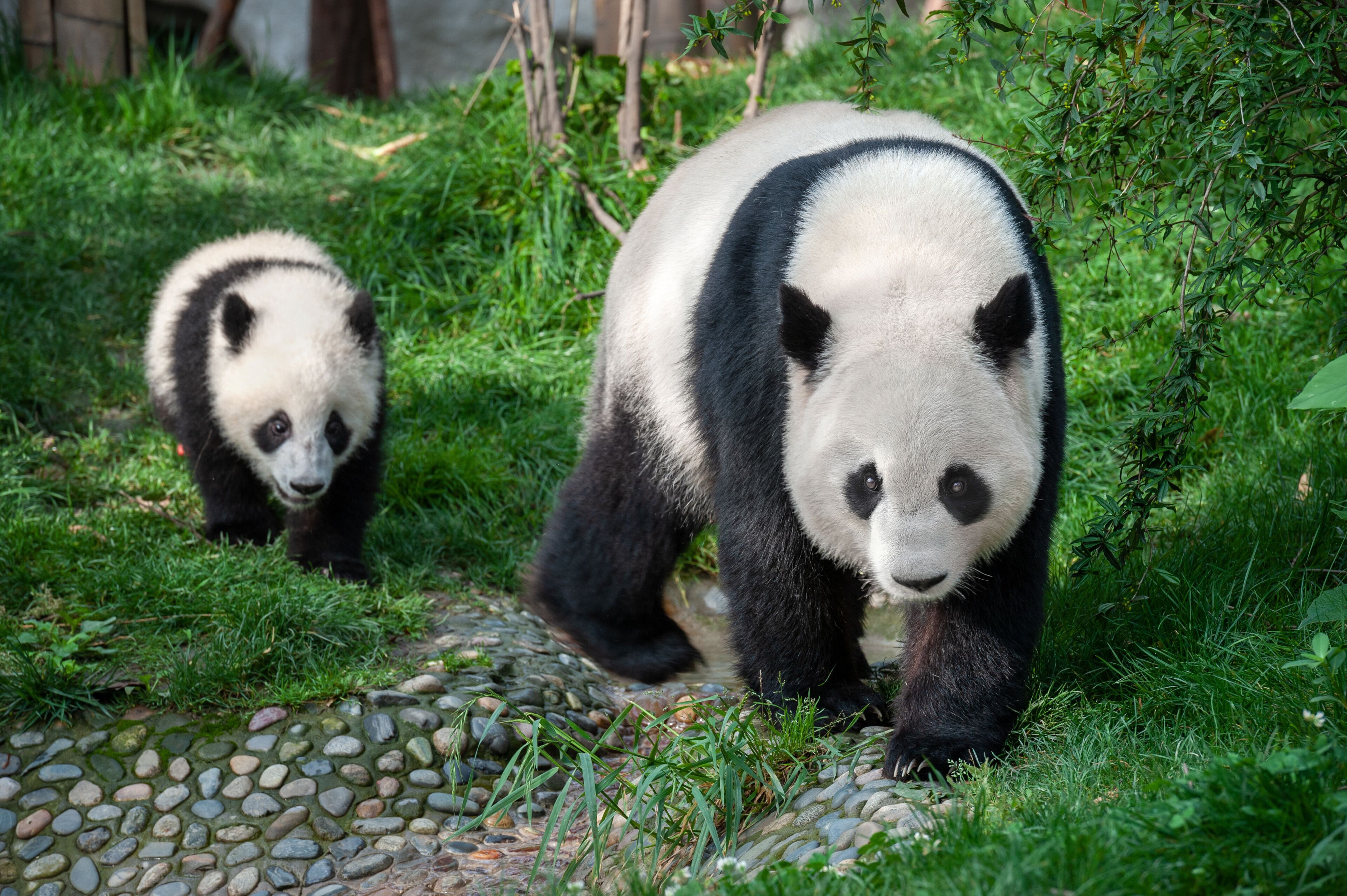 Dos pandas caminando por un sendero de piedra rodeado de vegetación.