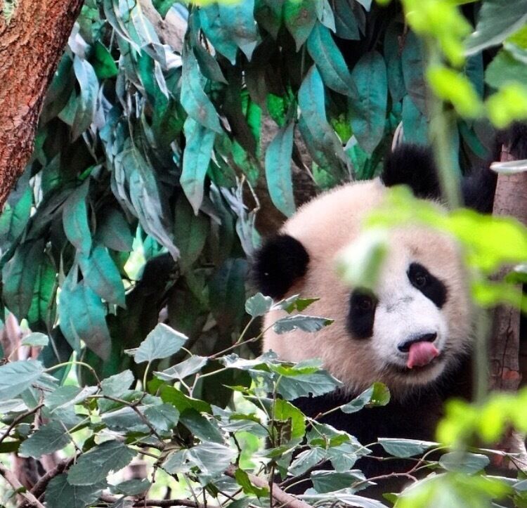 Cute panda!

#troveron