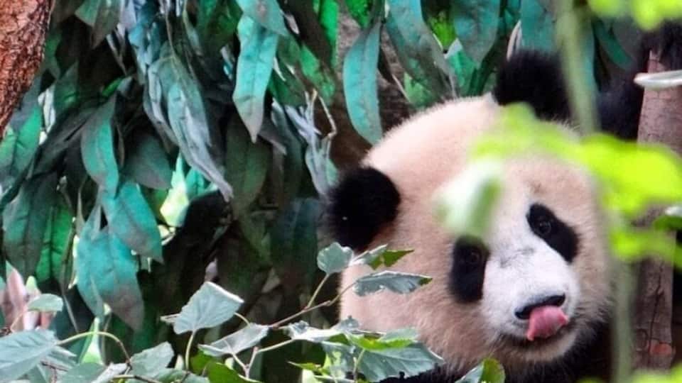 Cute panda!
#troveron