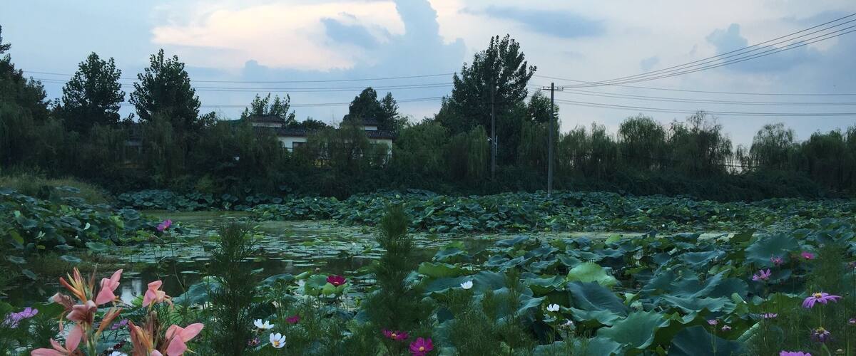 lotus lake good restaurant