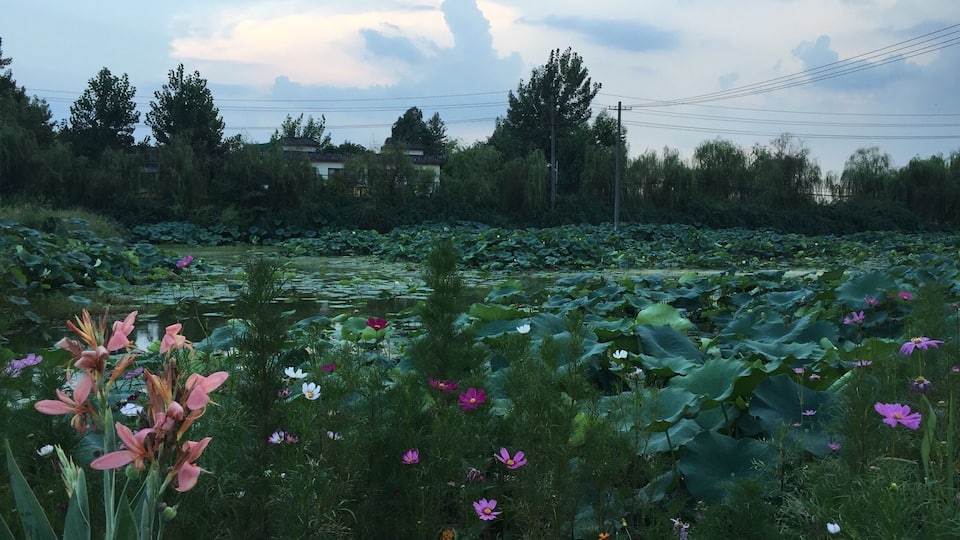 lotus lake good restaurant