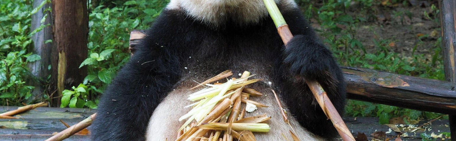 The Chengdu Research Base of Giant Panda Breeding is a non-profit organization dedicated to wildlife research, captive breeding of the giant panda, education on panda conservation, and educational tourism.
The base was founded in 1987 when six giant pandas were rescued from the wild. In 2012 its captive population increased to 108. The genetic diversity of the population is sustained by the exchange of preserved genetic material with other facilities.
The base has not taken any giant panda from the wild for more than 20 years, signaling a consistent commitment to conserving the population of the endangered species.