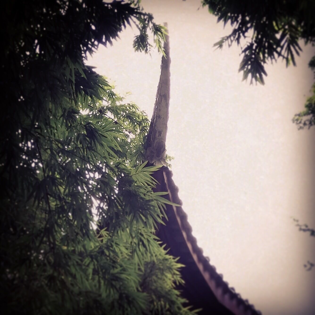 poetic Chinese garden