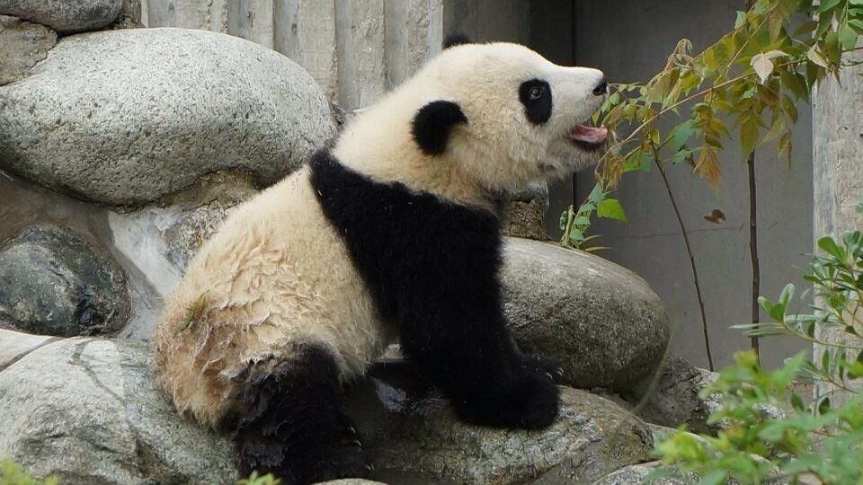 Panda research center