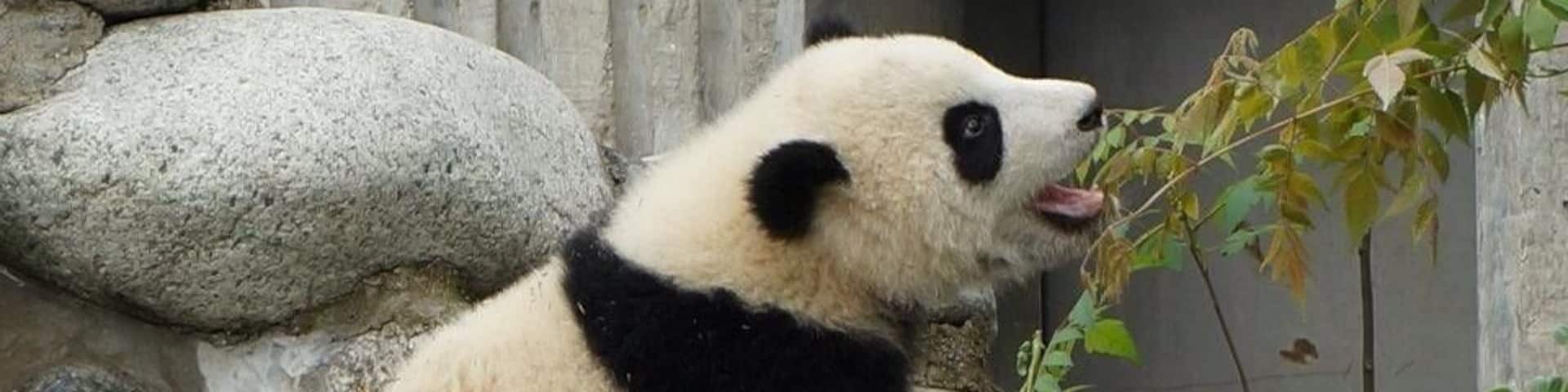 A panda sitting on rocks with a tree branch in its mouth.