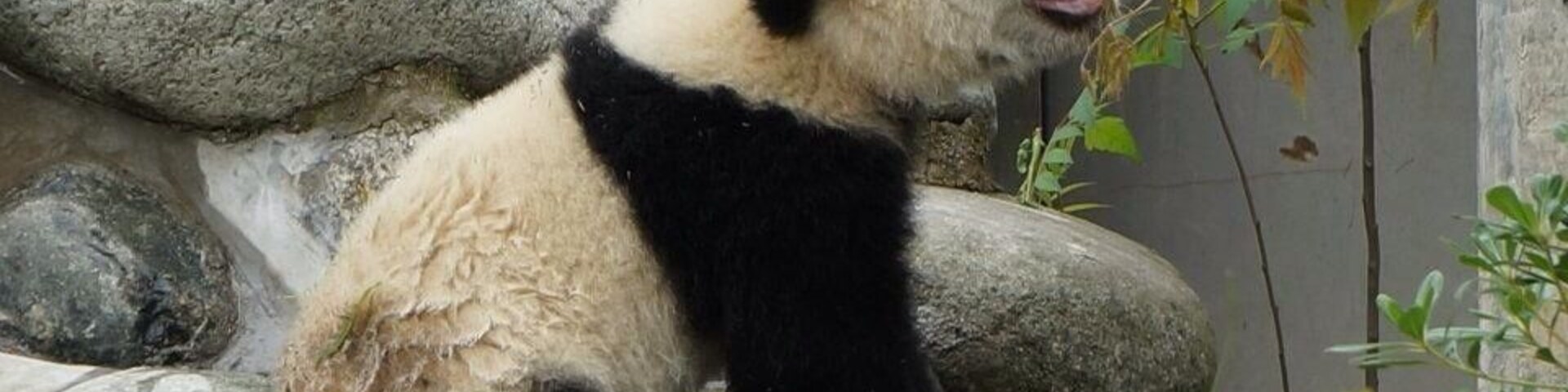 Un panda sentado sobre rocas, con una rama en la boca.