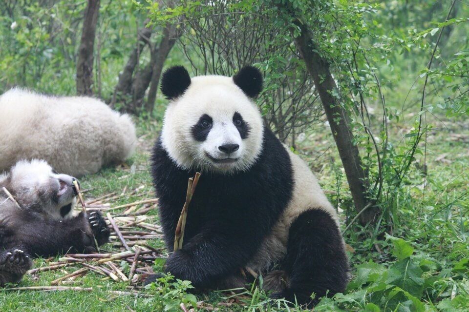 One day was just not enough to watch these cute adorable pandas!!  The photos do not do it justice you needed to be there!!