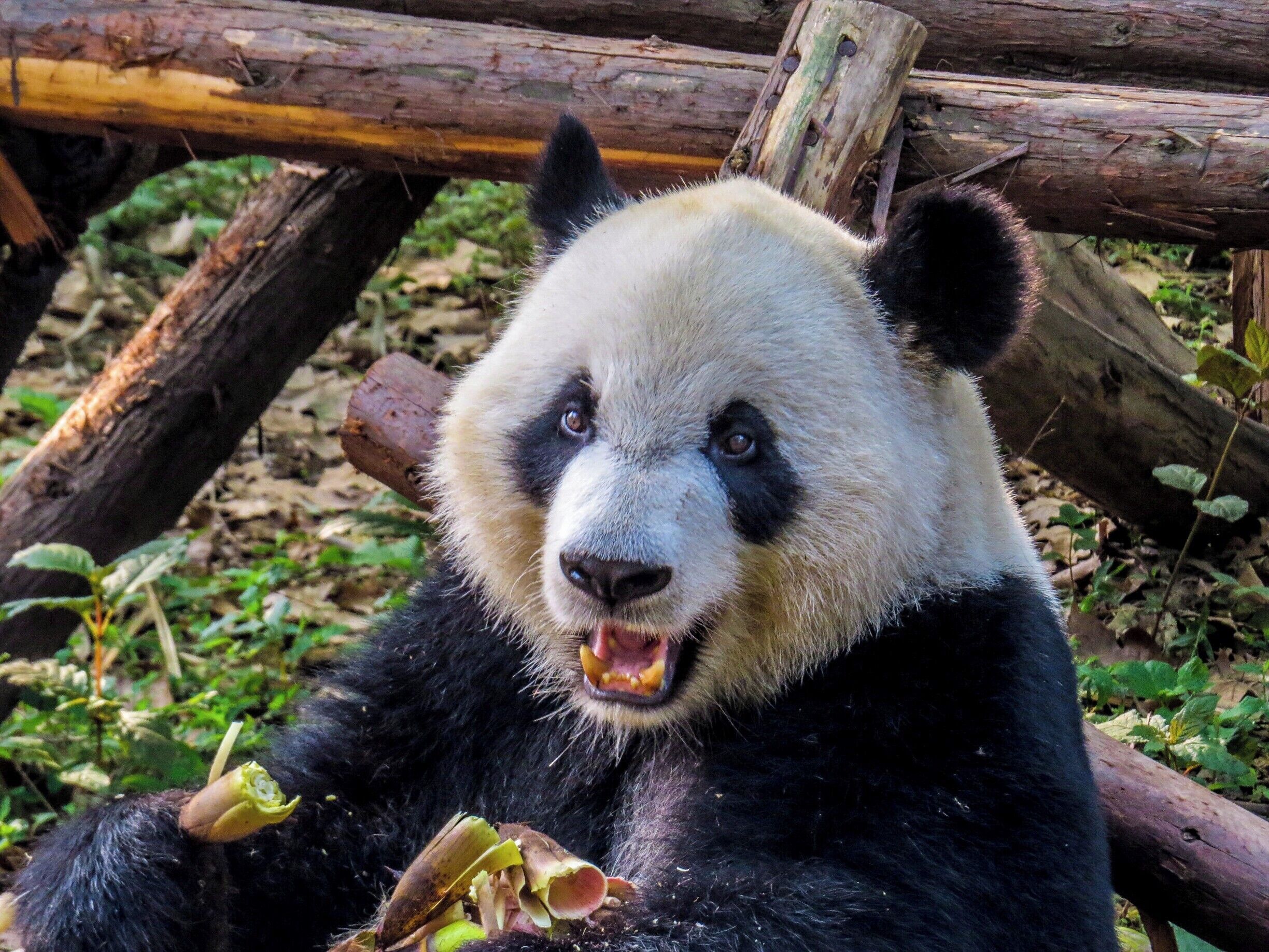 Panda having breakfast at Chengdu Research Base of Giant Panda Breeding, China.